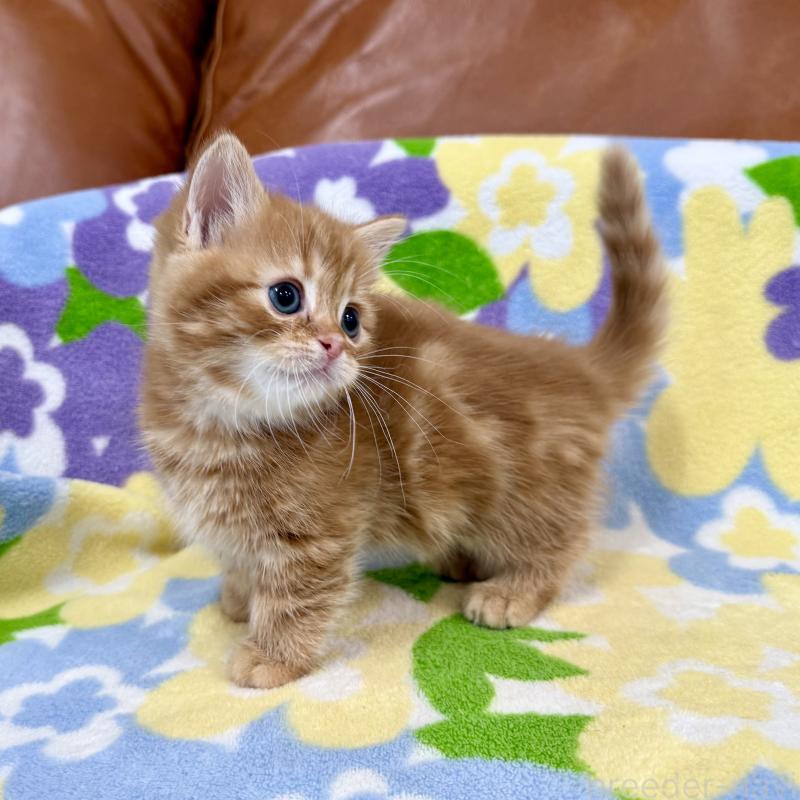 成約済の神奈川県のマンチカン-134268の2枚目