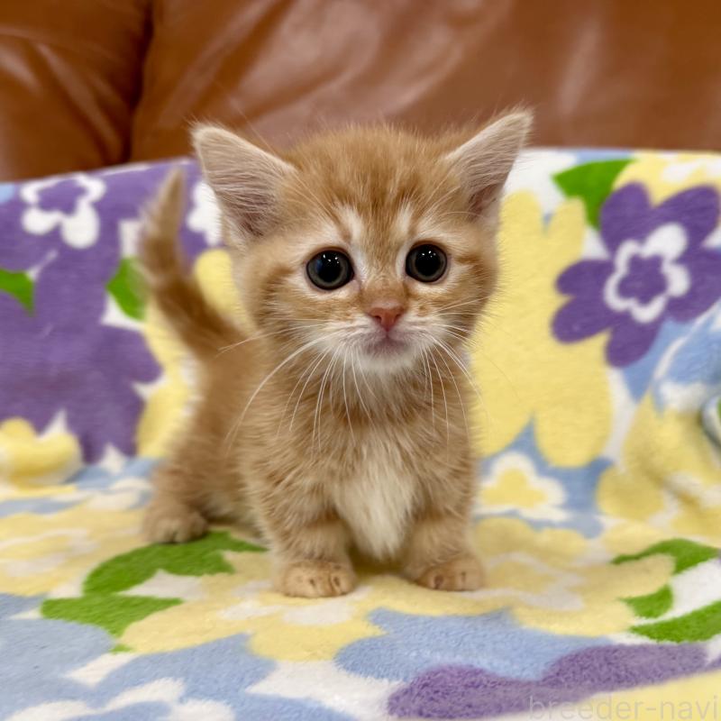 成約済の神奈川県のマンチカン-134270の9枚目