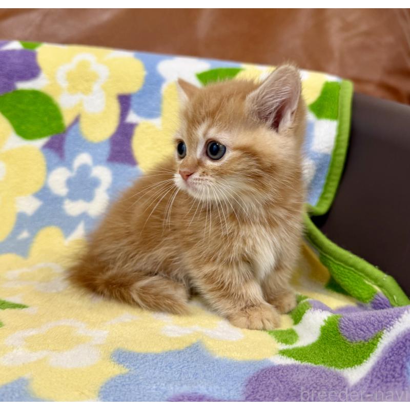 成約済の神奈川県のマンチカン-134270の8枚目