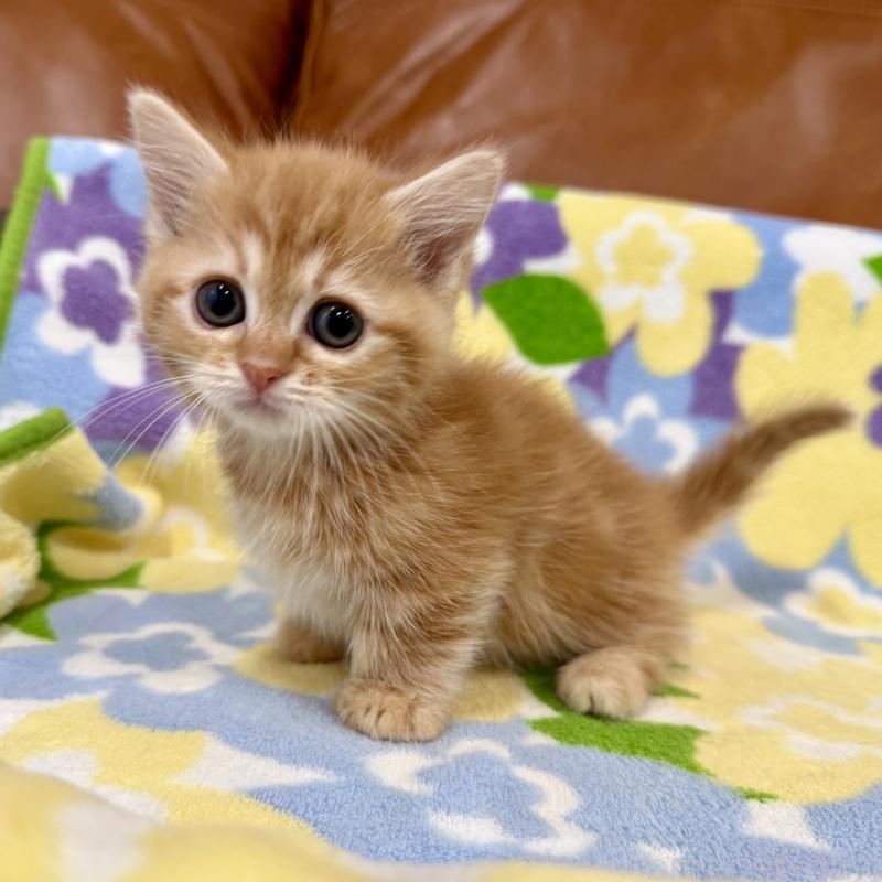 成約済の神奈川県のマンチカン-134270の7枚目