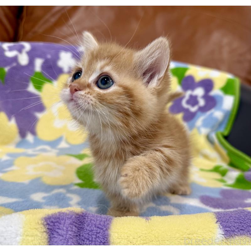 成約済の神奈川県のマンチカン-134270の6枚目