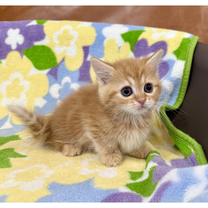 成約済の神奈川県のマンチカン-134270の5枚目