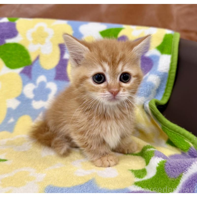 成約済の神奈川県のマンチカン-134270の4枚目