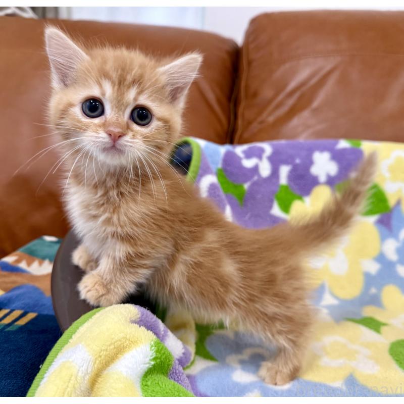 販売中の神奈川県のマンチカン-134270