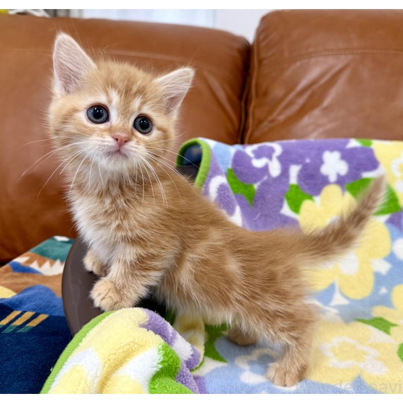 成約済の神奈川県のマンチカン-134270の3枚目