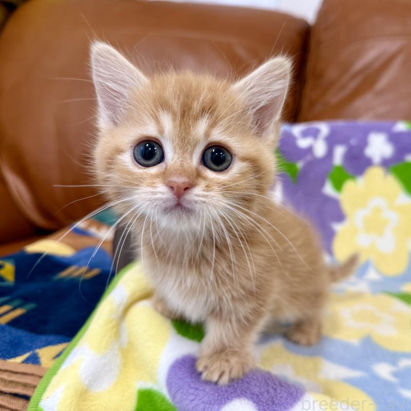成約済の神奈川県のマンチカン-134270の2枚目