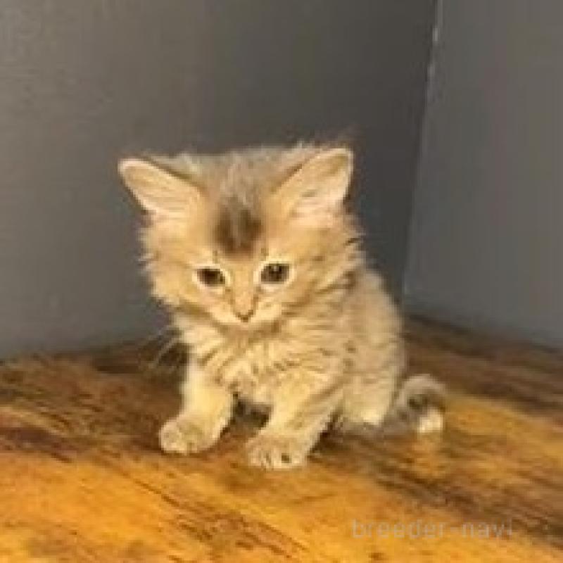 販売中の群馬県のソマリ-134855の2枚目