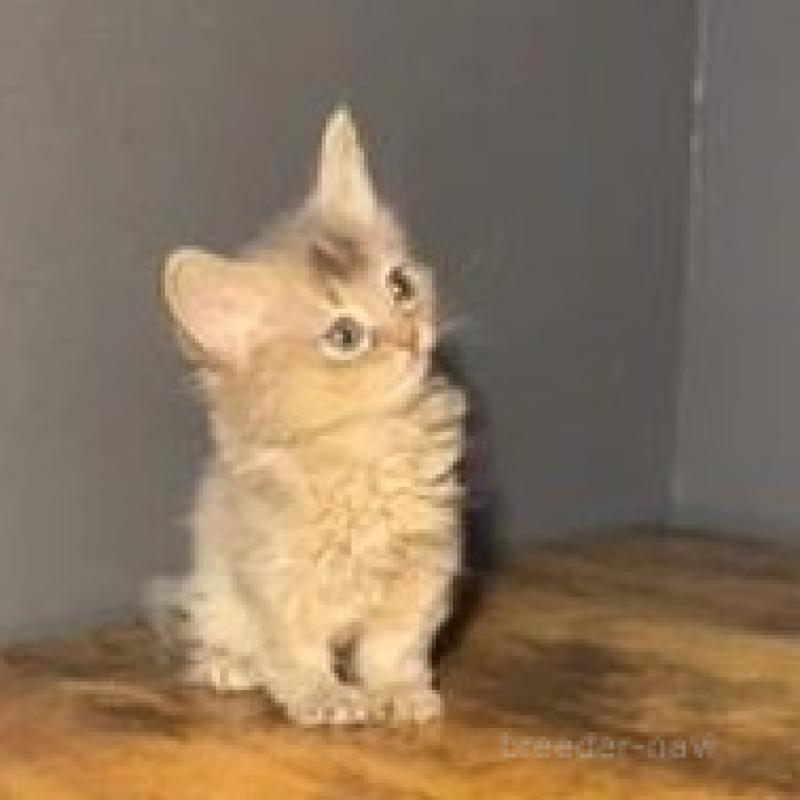 販売中の群馬県のソマリ-134855