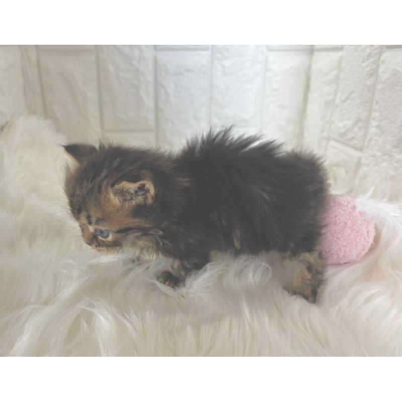 成約済の福岡県のミヌエット-134863の8枚目