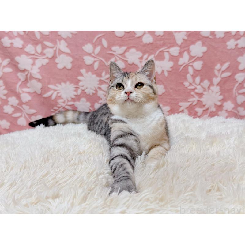 販売中の千葉県のマンチカン-132207の6枚目