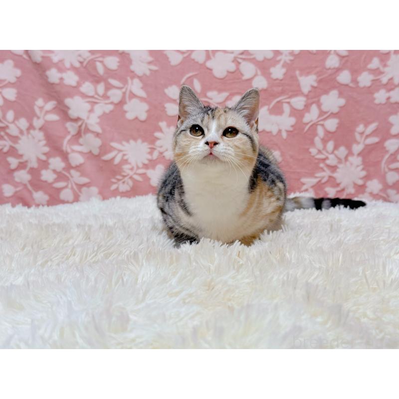 販売中の千葉県のマンチカン-132207の5枚目