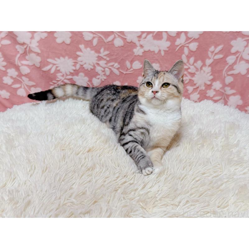 販売中の千葉県のマンチカン-132207の4枚目