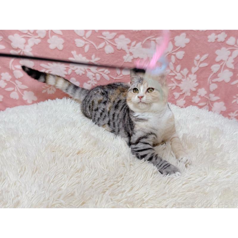 販売中の千葉県のマンチカン-132207の3枚目