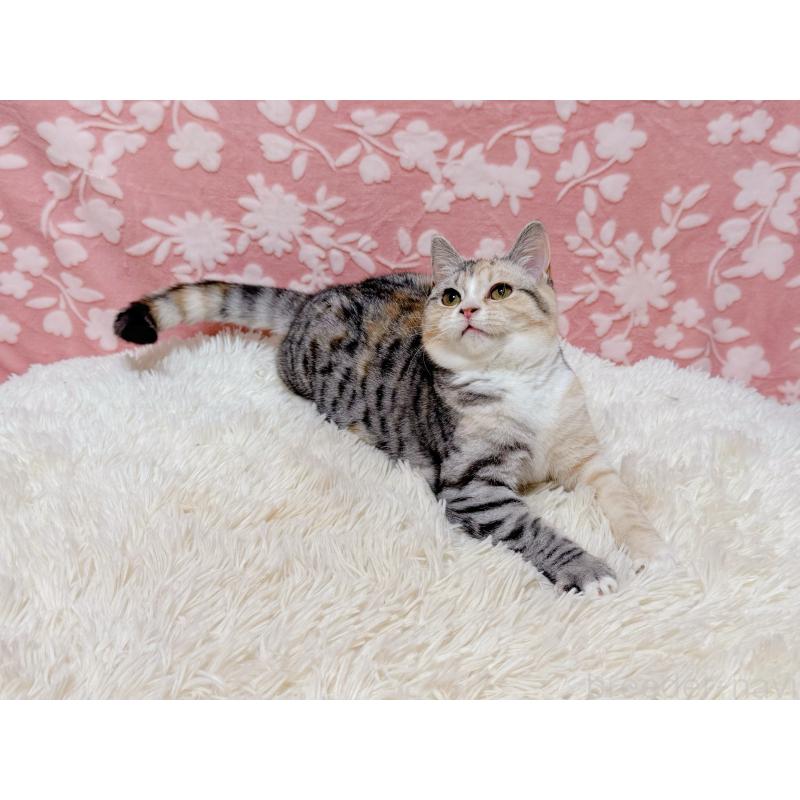 販売中の千葉県のマンチカン-132207の2枚目