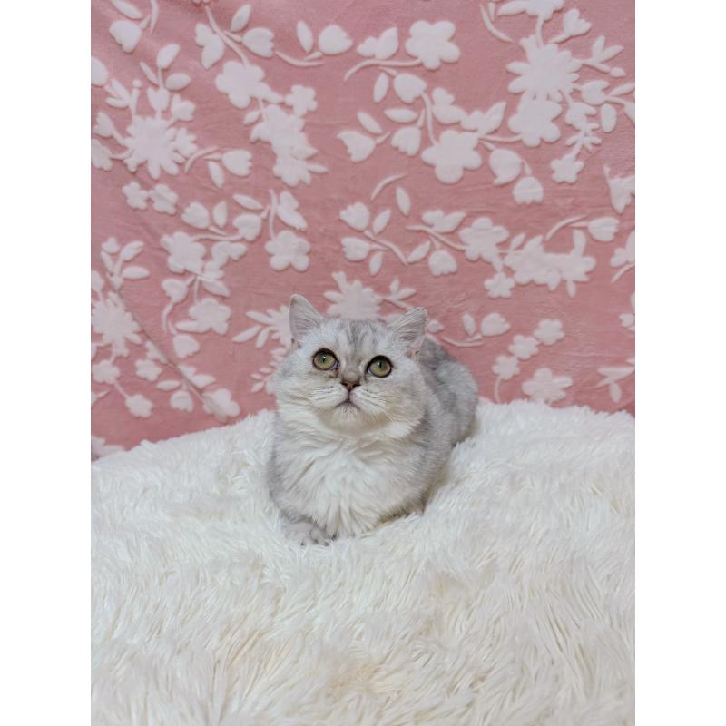 販売中の千葉県のマンチカン(短足)-129778の9枚目