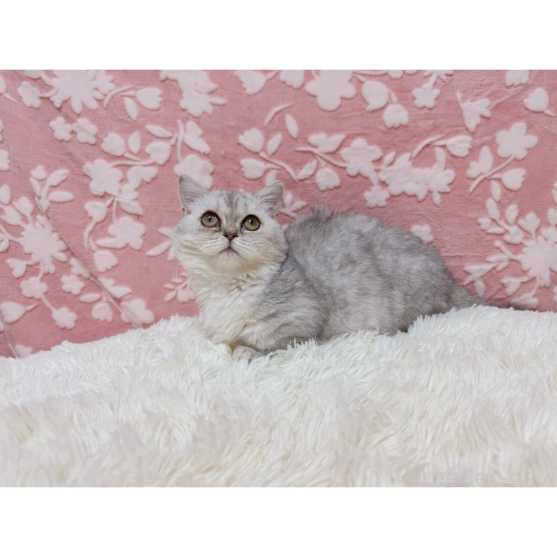 販売中の千葉県のマンチカン(短足)-129778の8枚目