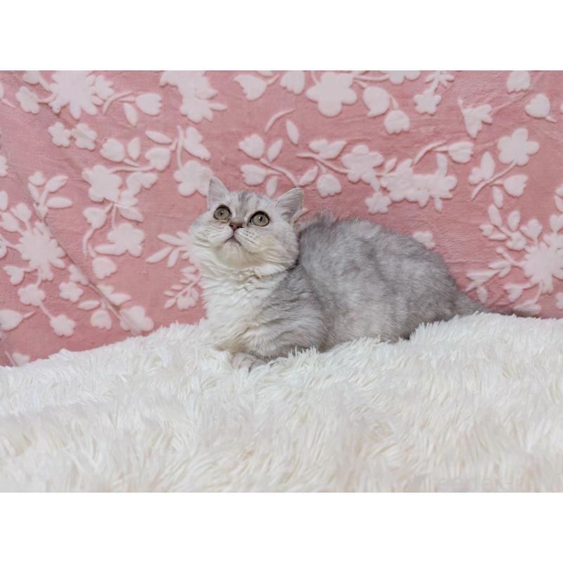 販売中の千葉県のマンチカン(短足)-129778の7枚目