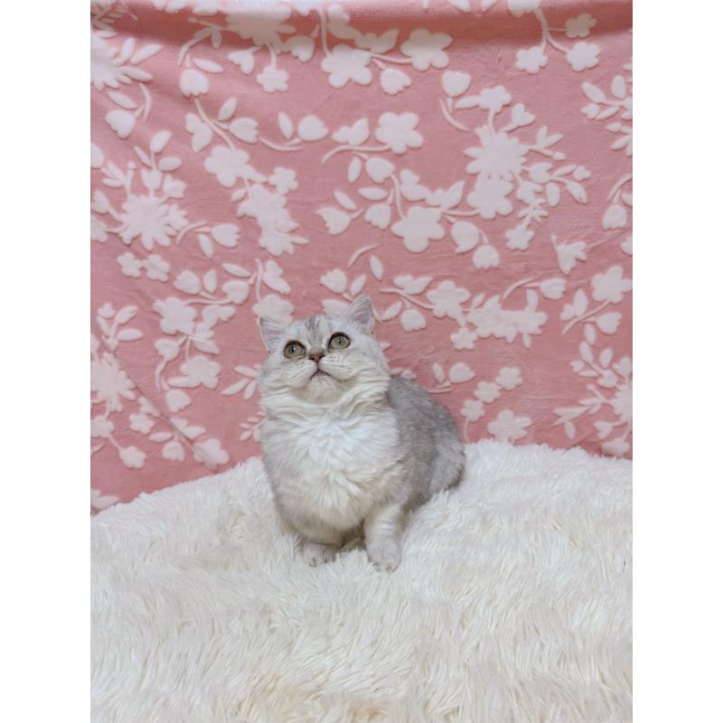 販売中の千葉県のマンチカン(短足)-129778の6枚目