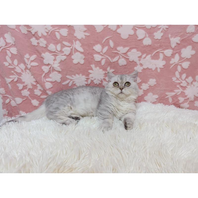 販売中の千葉県のマンチカン(短足)-129778の5枚目