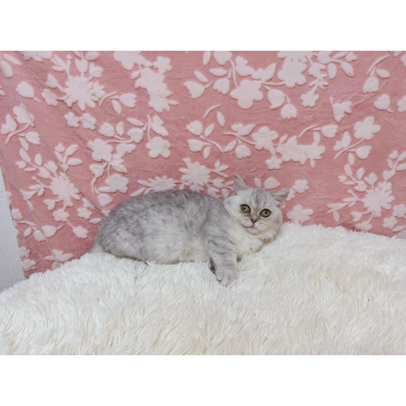 販売中の千葉県のマンチカン(短足)-129778の4枚目