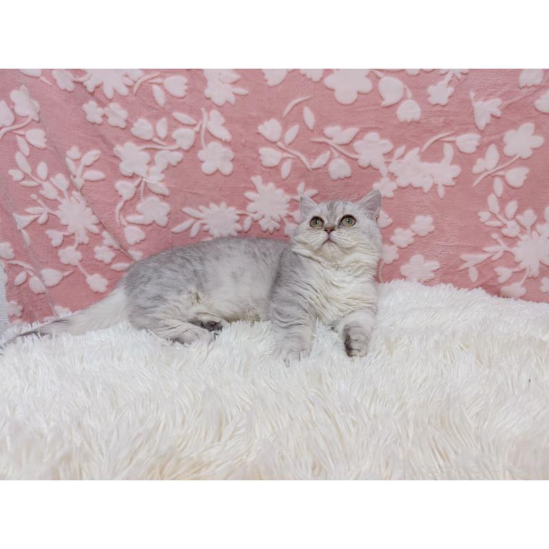 販売中の千葉県のマンチカン(短足)-129778の3枚目