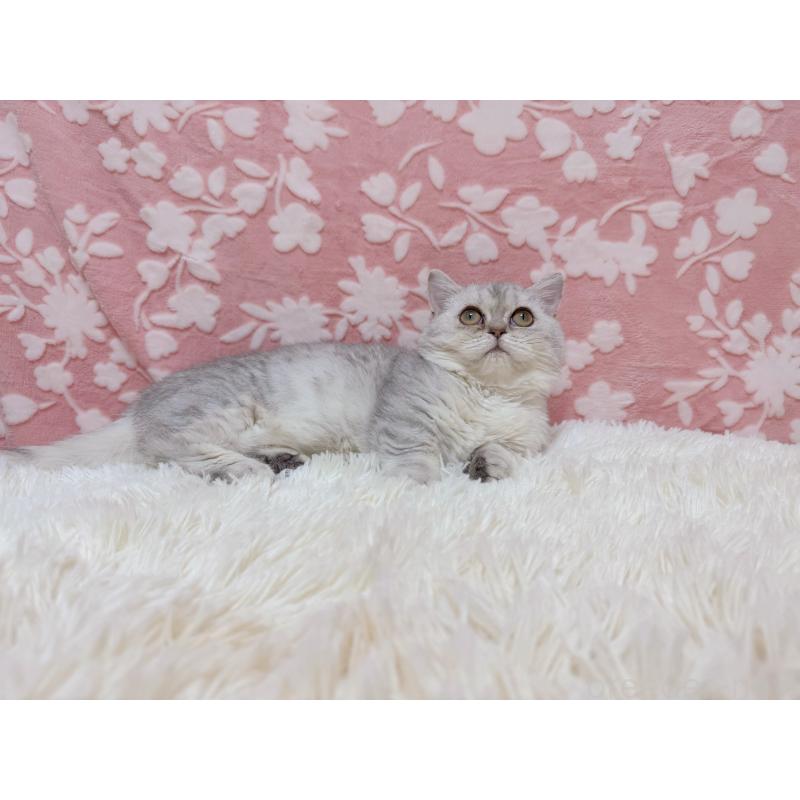 販売中の千葉県のマンチカン(短足)-129778の2枚目