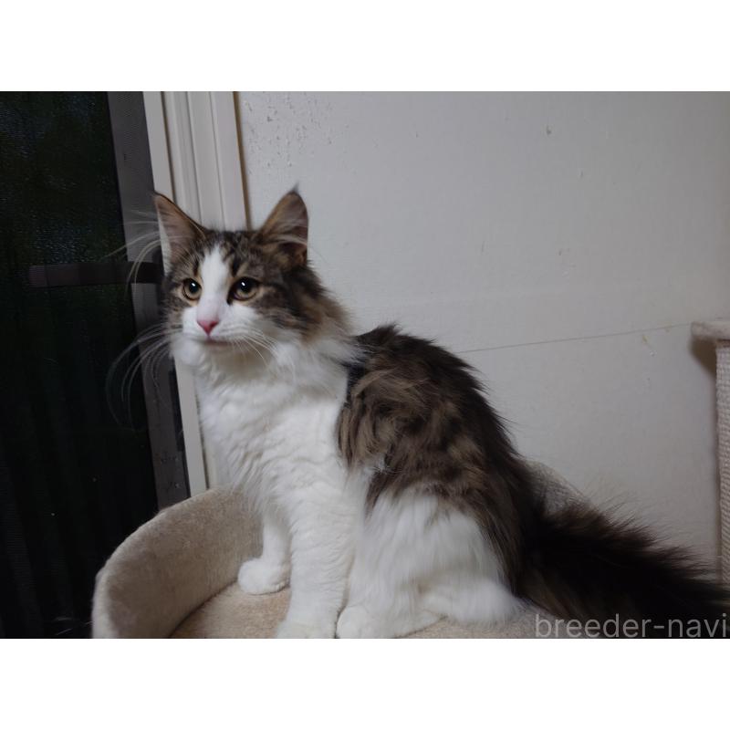 販売中の埼玉県のノルウェージャンフォレストキャット-127522の5枚目