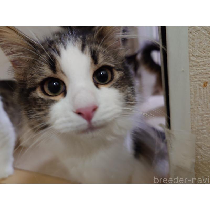 販売中の埼玉県のノルウェージャンフォレストキャット-127522の4枚目