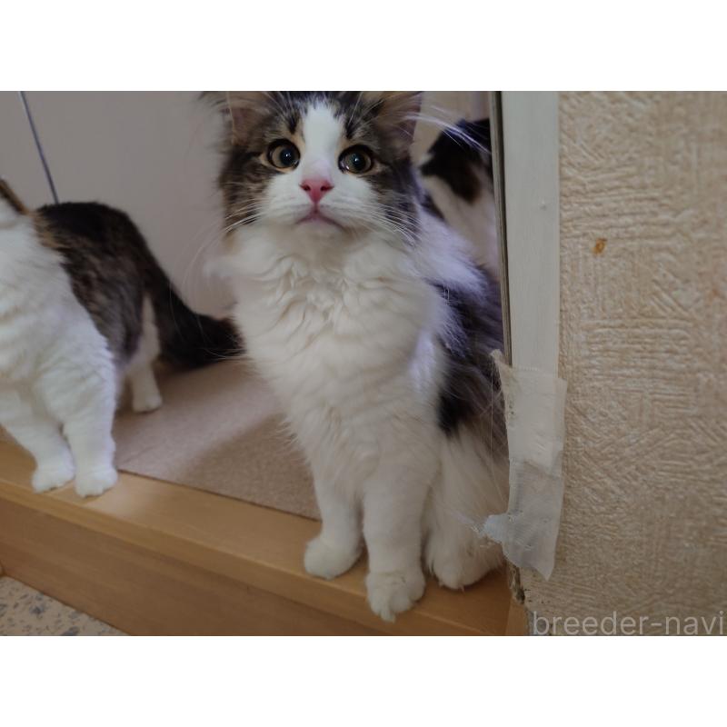 販売中の埼玉県のノルウェージャンフォレストキャット-127522の3枚目