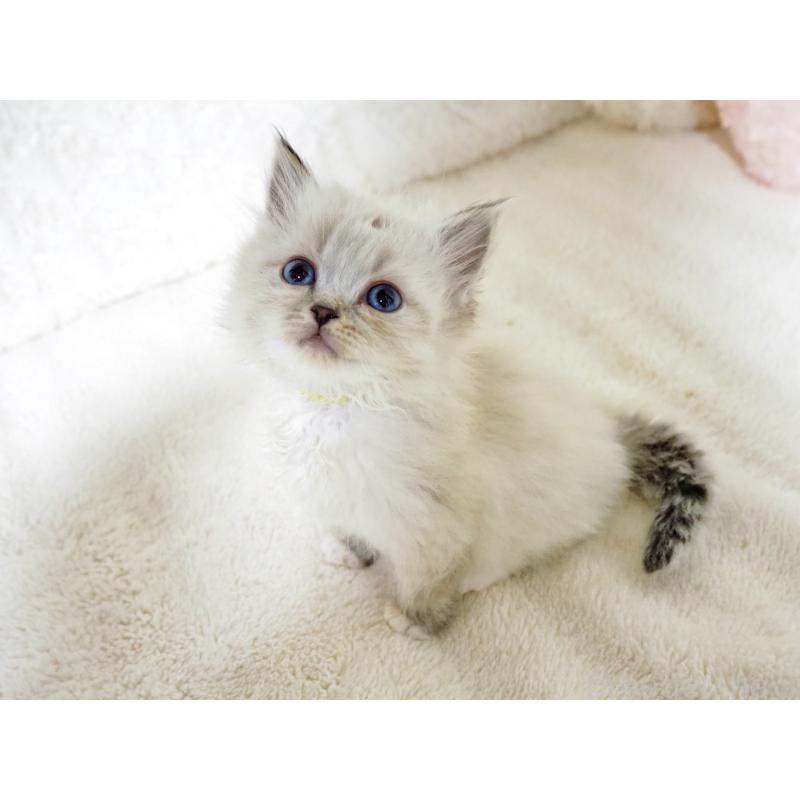 成約済の大阪府のサイベリアン-134638の10枚目