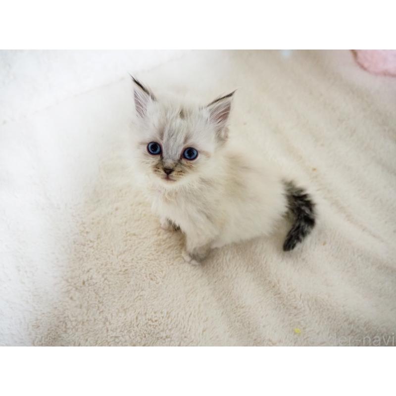 成約済の大阪府のサイベリアン-134638の9枚目