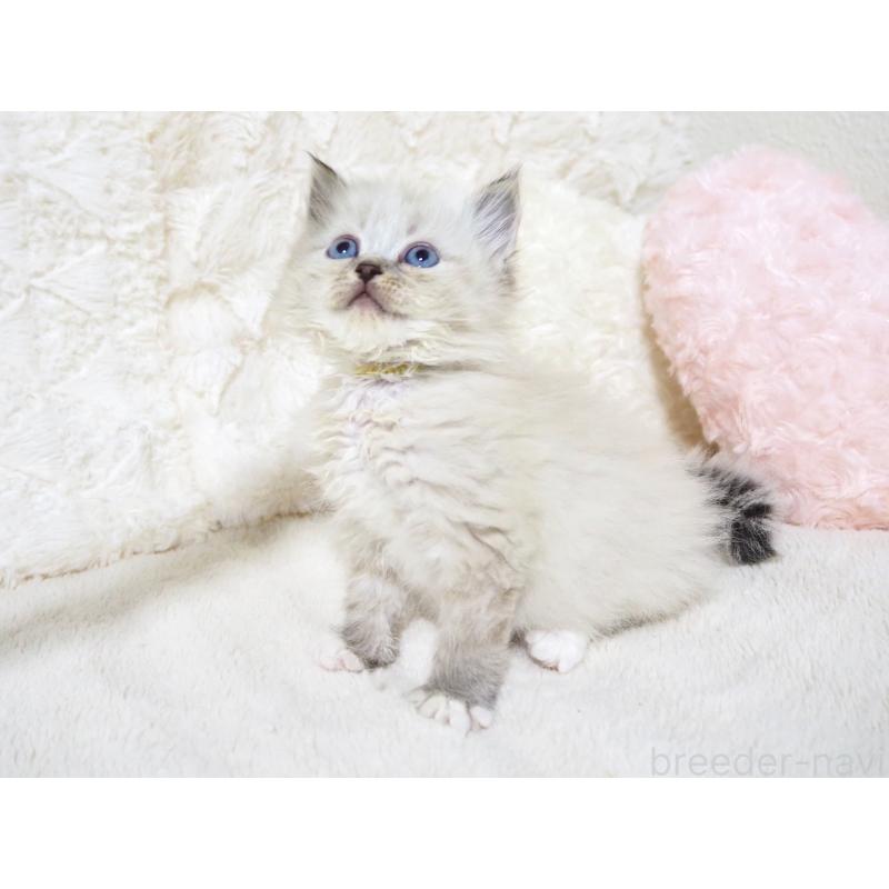 成約済の大阪府のサイベリアン-134638の8枚目