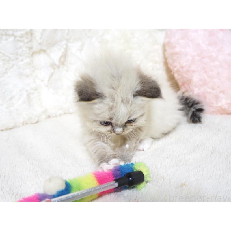 成約済の大阪府のサイベリアン-134638の7枚目