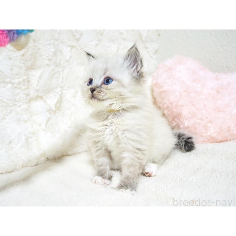 成約済の大阪府のサイベリアン-134638の5枚目