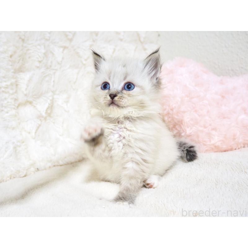 成約済の大阪府のサイベリアン-134638の4枚目