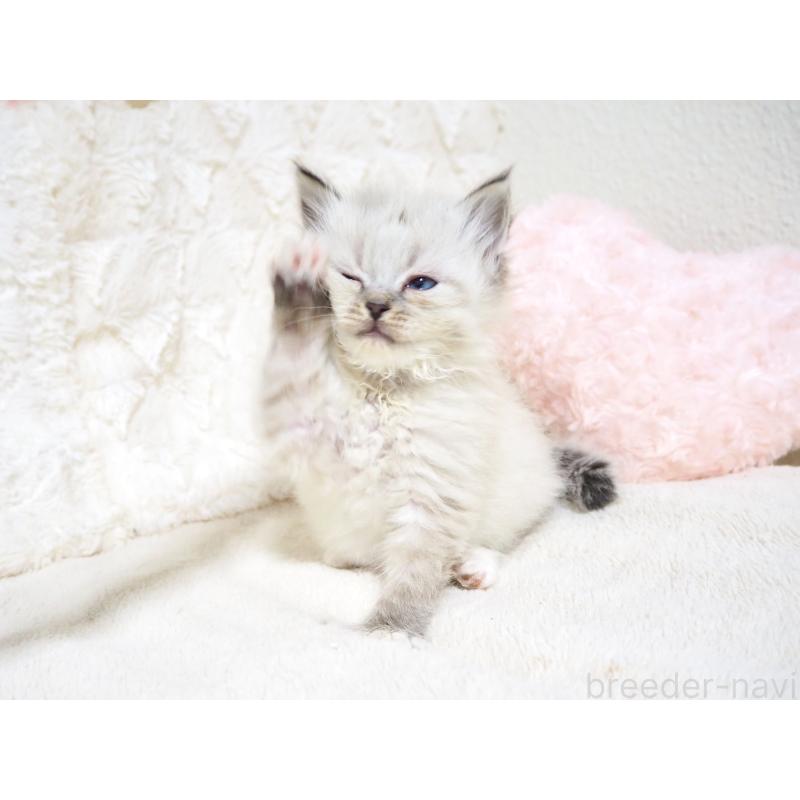 成約済の大阪府のサイベリアン-134638の3枚目