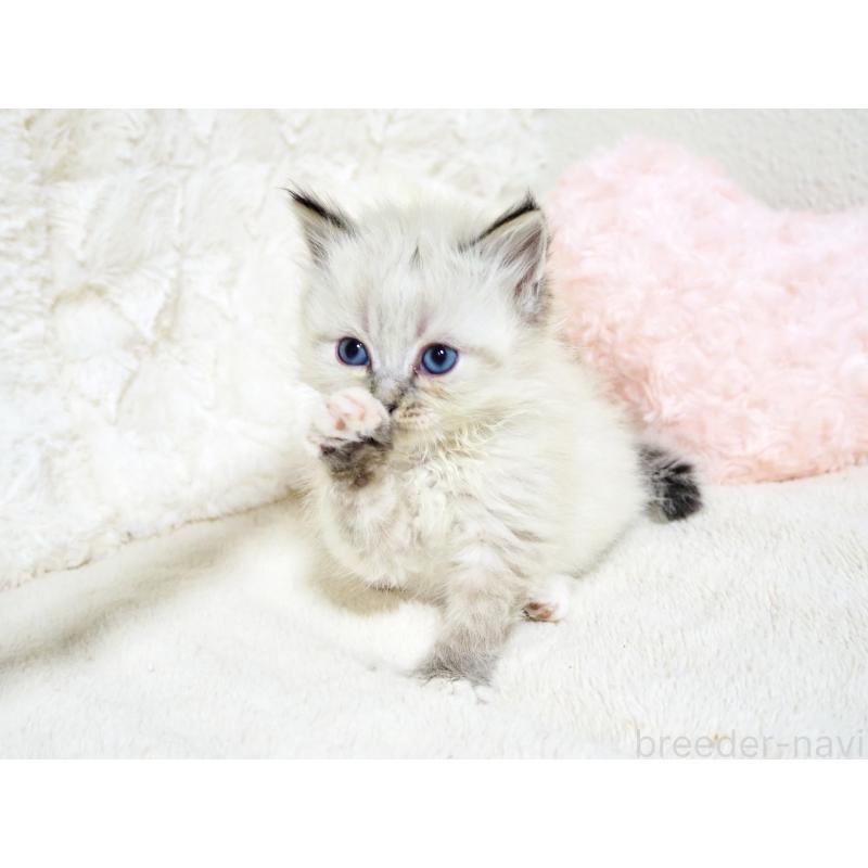 成約済の大阪府のサイベリアン-134638の2枚目