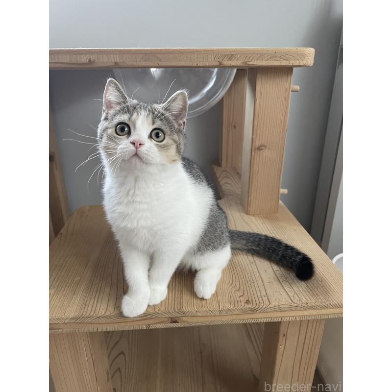 販売中の埼玉県のブリティッシュショートヘア-132720