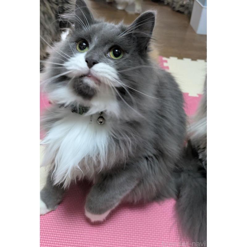 販売中の大阪府のミヌエット-120590の5枚目