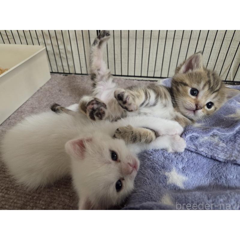 成約済の広島県のミックス-134921の14枚目