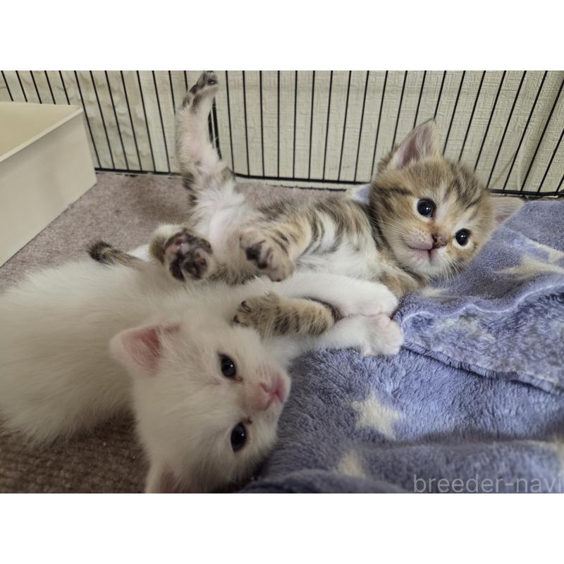 成約済の広島県のミックス-134921の12枚目