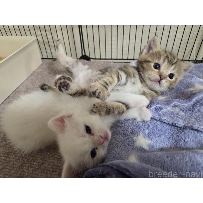 販売中の広島県のミックス-134922の60枚目