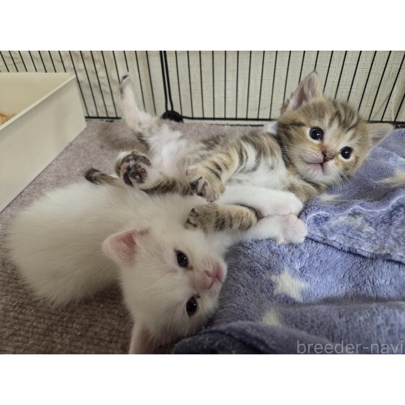 販売中の広島県のミックス-134922の59枚目