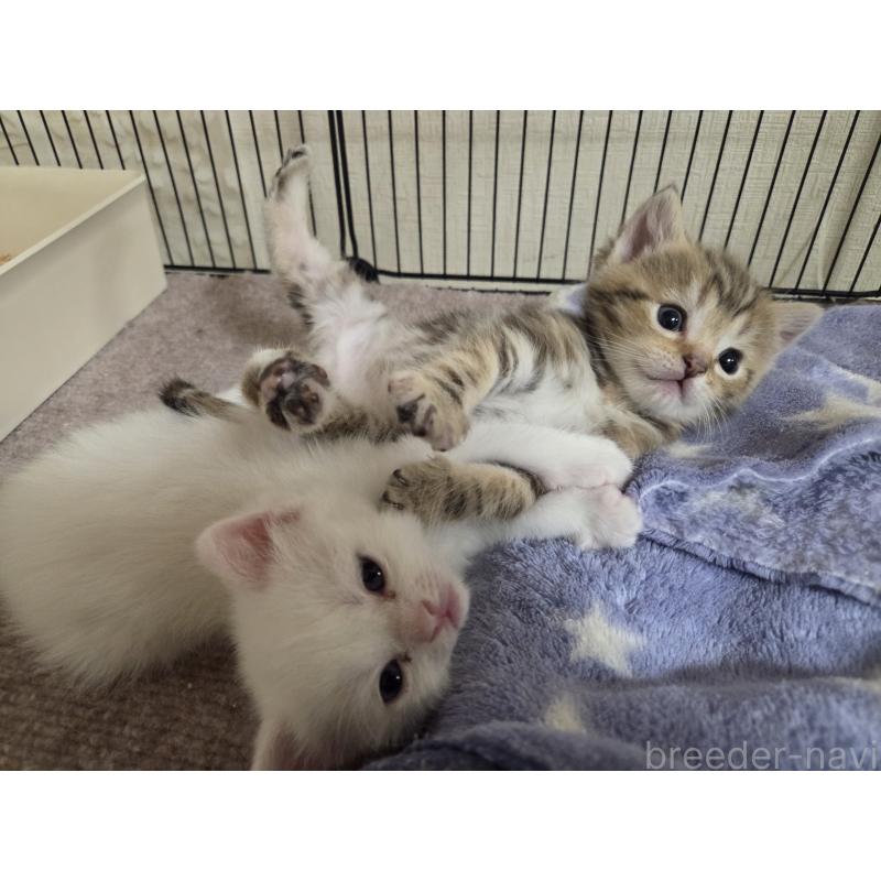 販売中の広島県のミックス-134922の58枚目