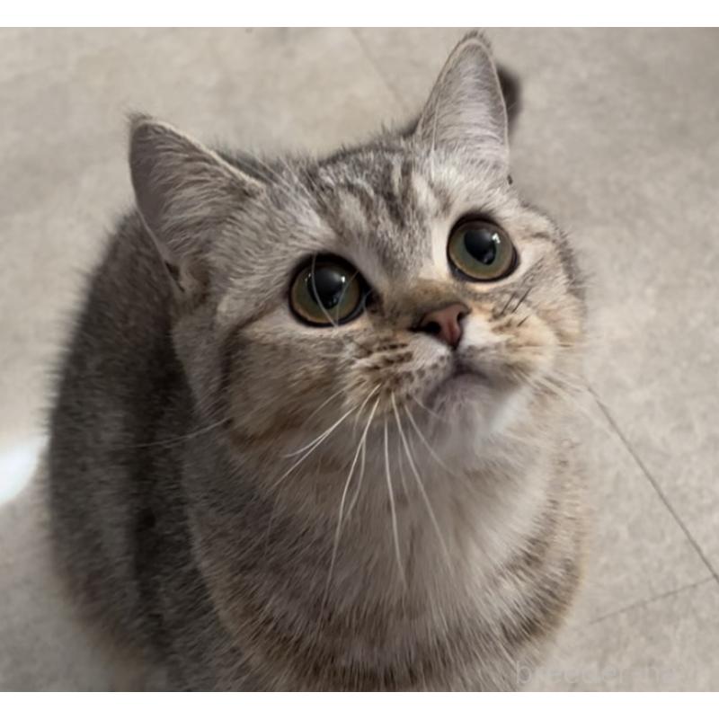 販売中の兵庫県のブリティッシュショートヘア-124655の2枚目