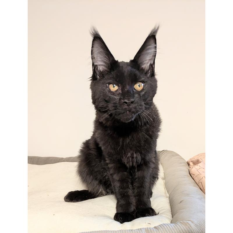 販売中の埼玉県のメインクーン-135545の4枚目