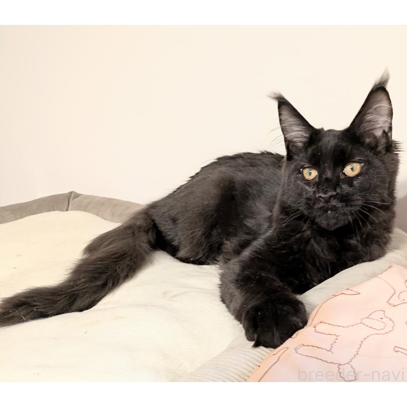 販売中の埼玉県のメインクーン-135545の3枚目