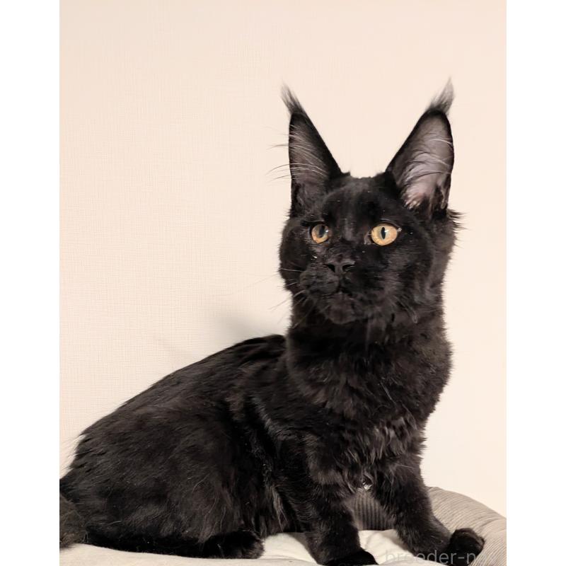 販売中の埼玉県のメインクーン-135545の2枚目