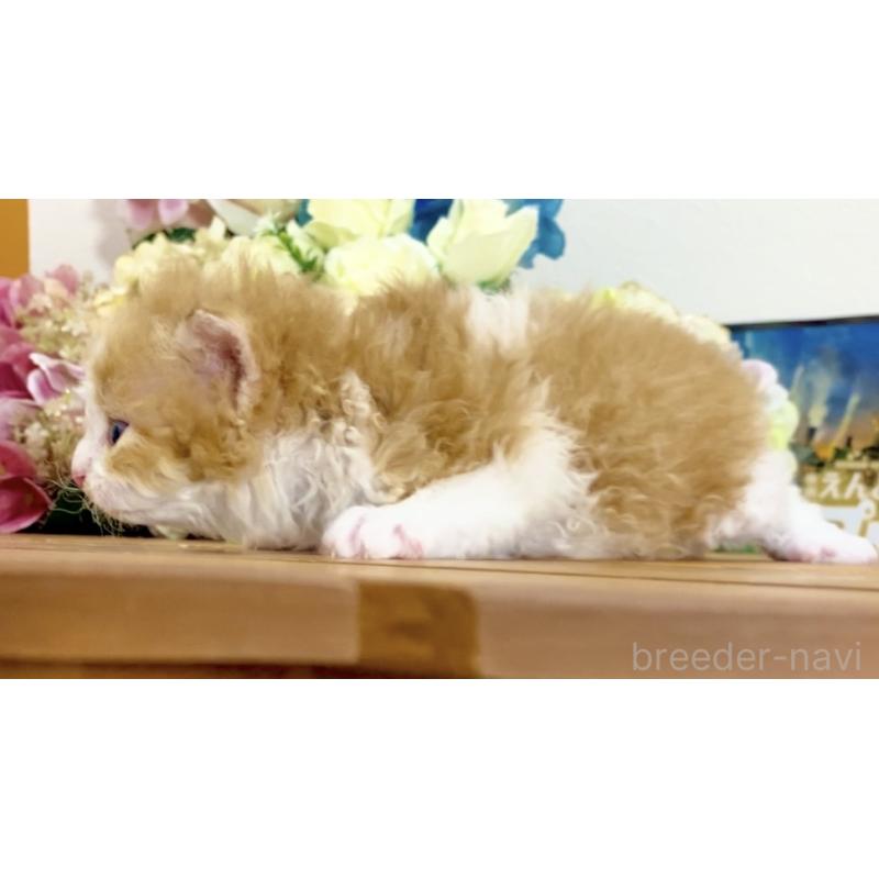 販売中の北海道のラムキン-135512の3枚目