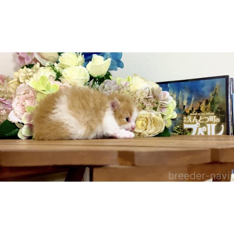 販売中の北海道のラムキン-135512の2枚目